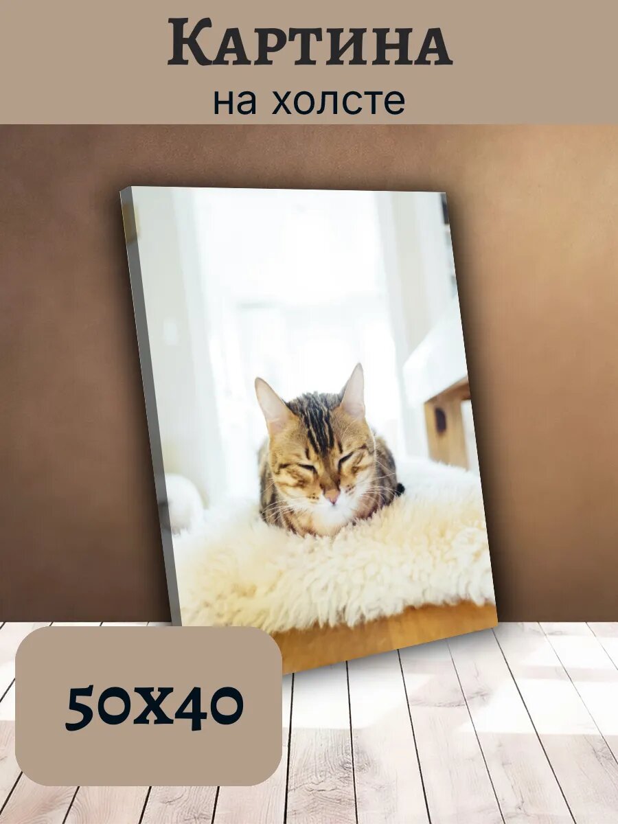 Картина Постер Кот Кошка Cat 40x50 уютный Полосатый