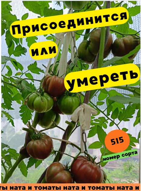 Семена томата Присоединится или умереть (Коллекционный )10 шт
