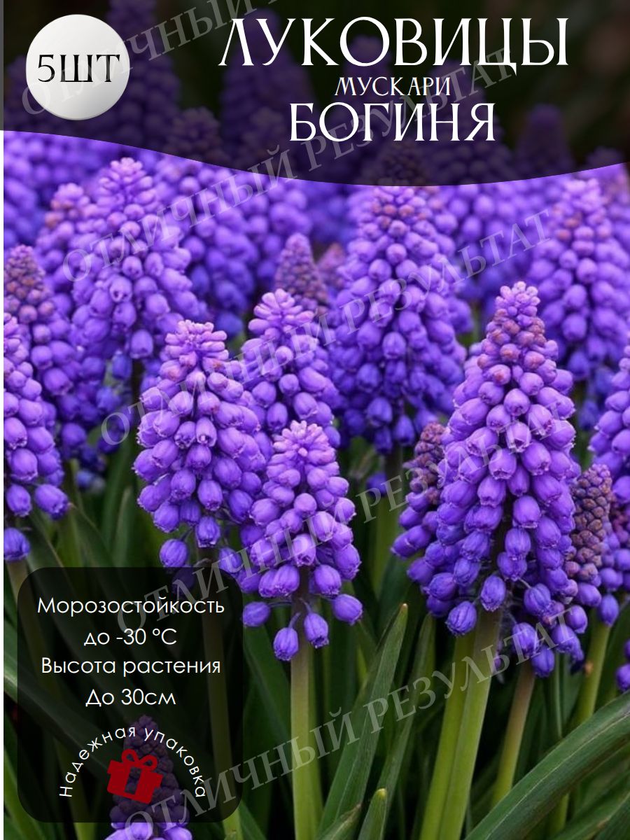 Луковицы Мускари Плюмозум