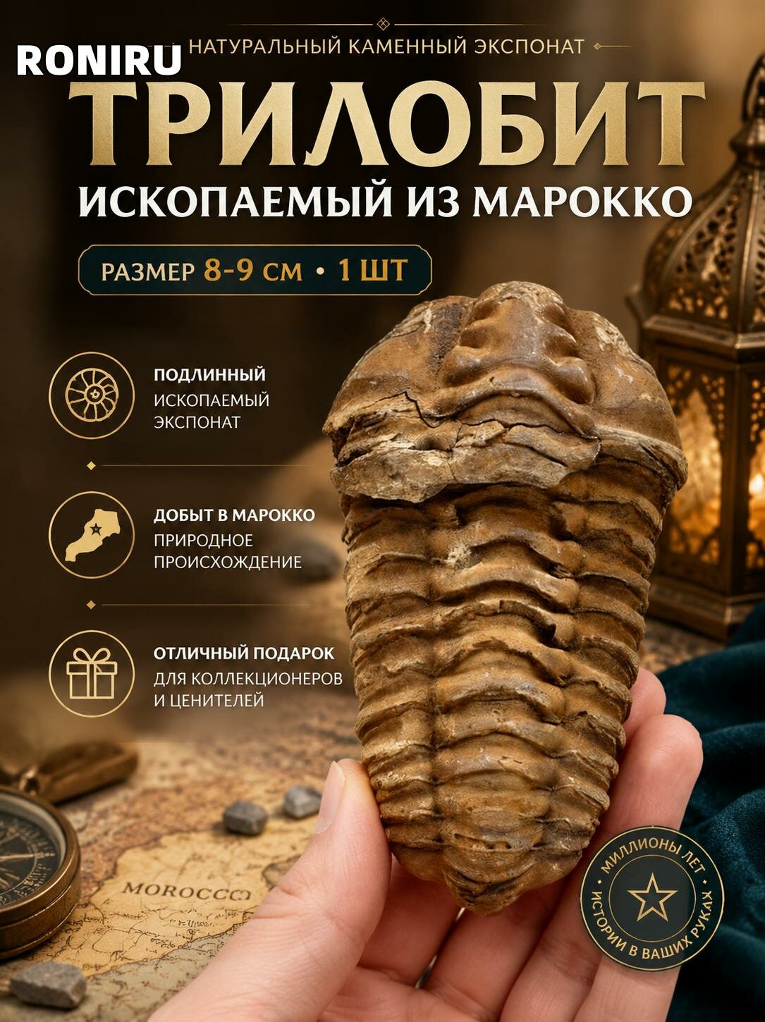 Трилобит ископаемый из Марокко, натуральный каменный экспонат 8-9 см, 1 шт