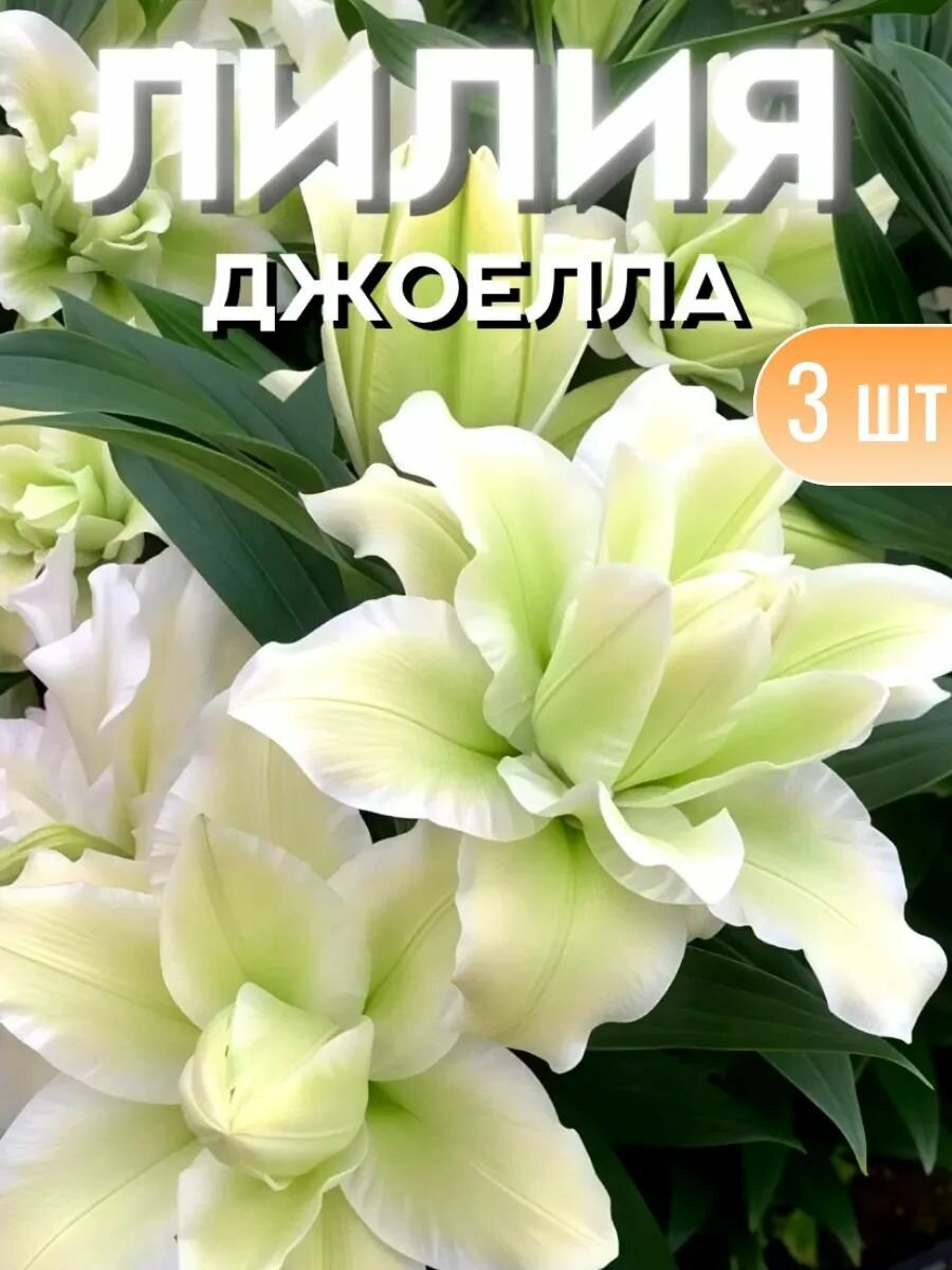 Луковицы лилии многолетние, новые популярные сорта 3 штуки