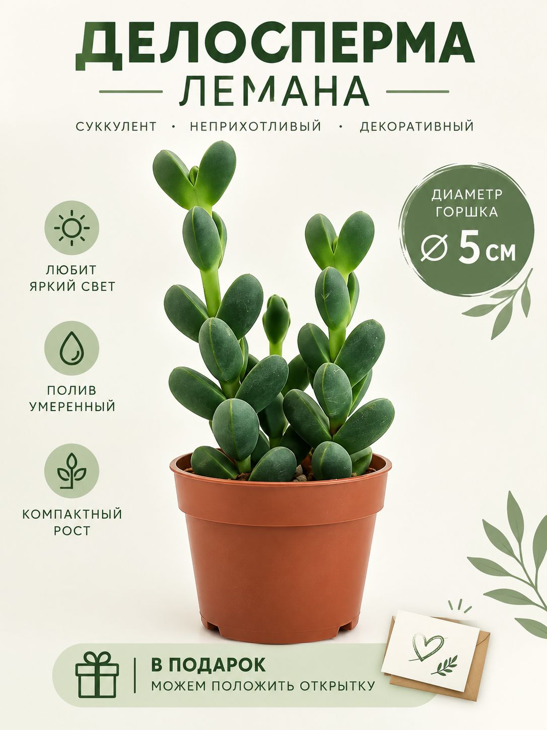 Делосперма Лемана (Delosperma Lehmannii), суккулент живой, D-5 и удобрение