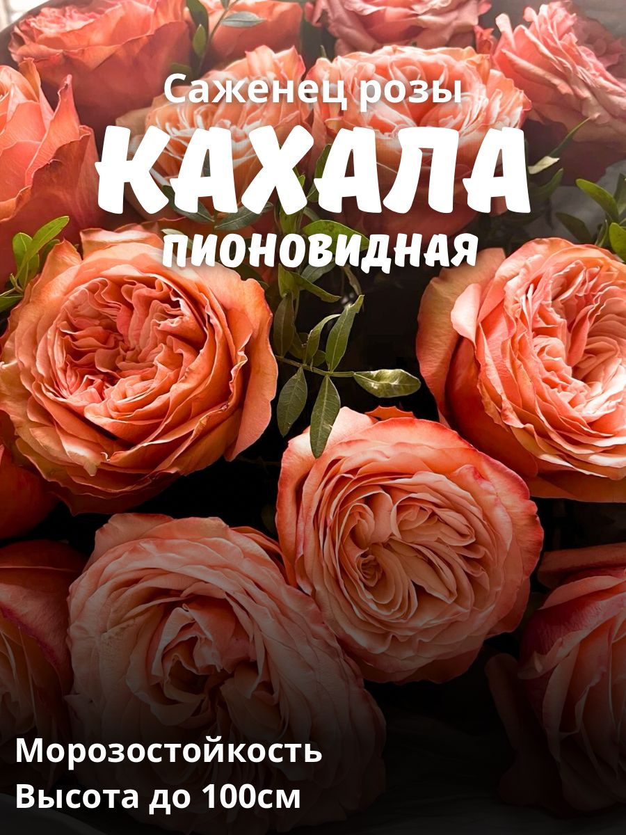 Роза пионовидная Кахала