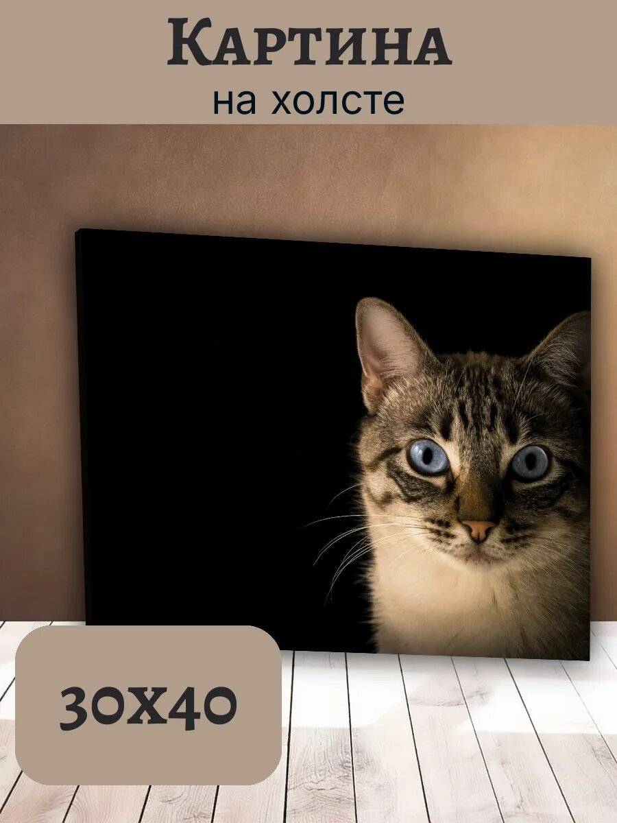 Картина Постер Кот Кошка Cat 30x40 интерьерная портрет