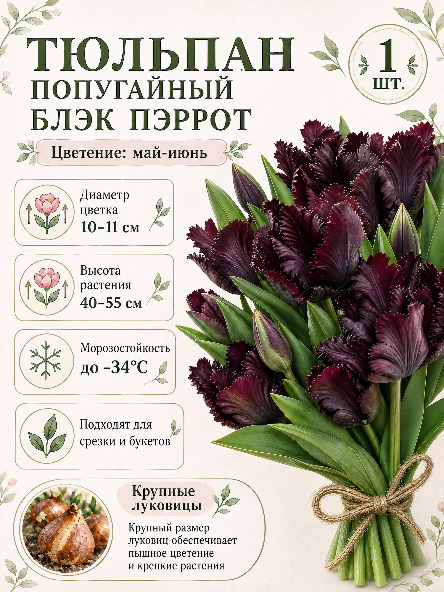 Тюльпан попугайный Блэк Пэррот, луковицы 1 шт.