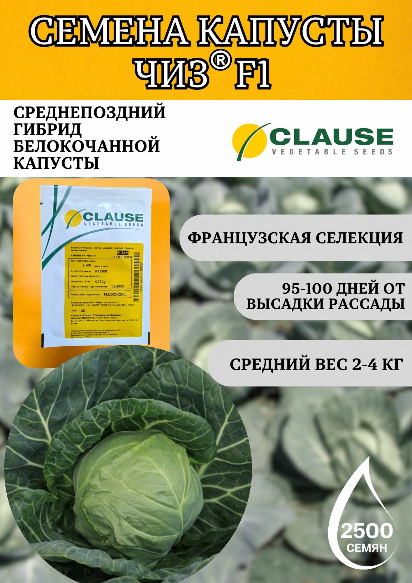 Чиз F1 2500 семян капусты белокочанной Clause, профессиональные семена