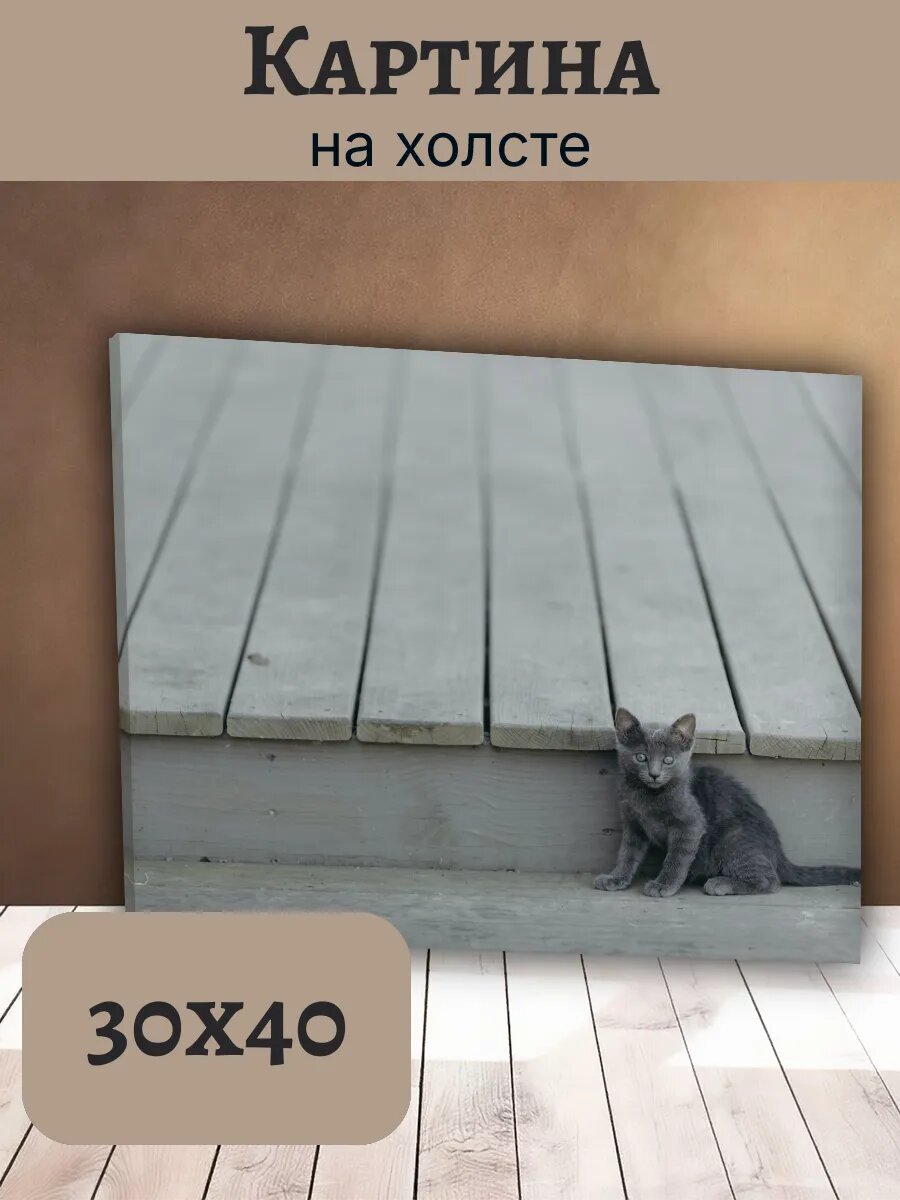 Картина Постер Кот Кошка Cat 30x40 серый Котенок