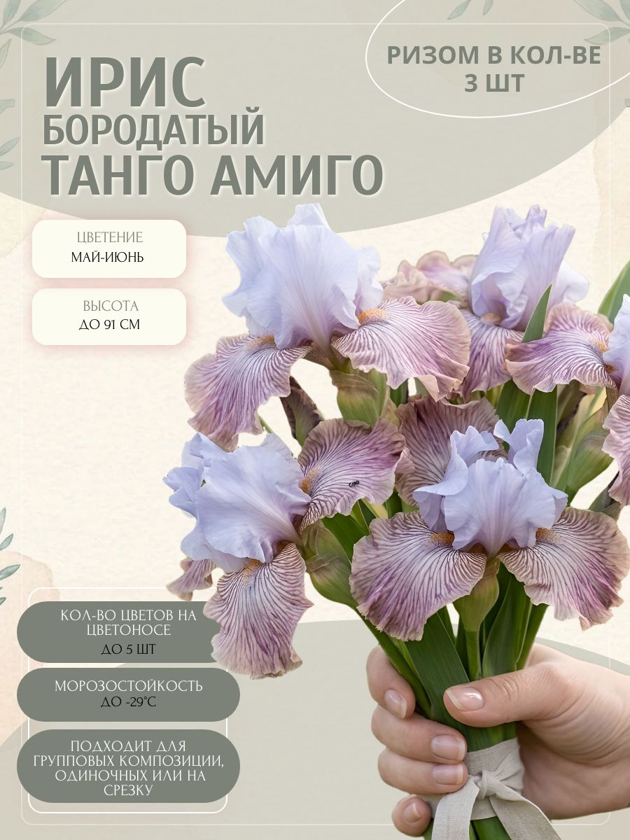 Ирис Танго Амиго, ризомы 3 шт.