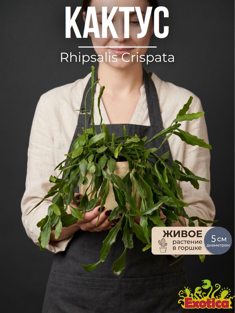 Рипсалис Криспата (Rhipsalis Crispata) D5см, домашний цветок