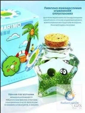 Живой моховой шар маримо для аквариума