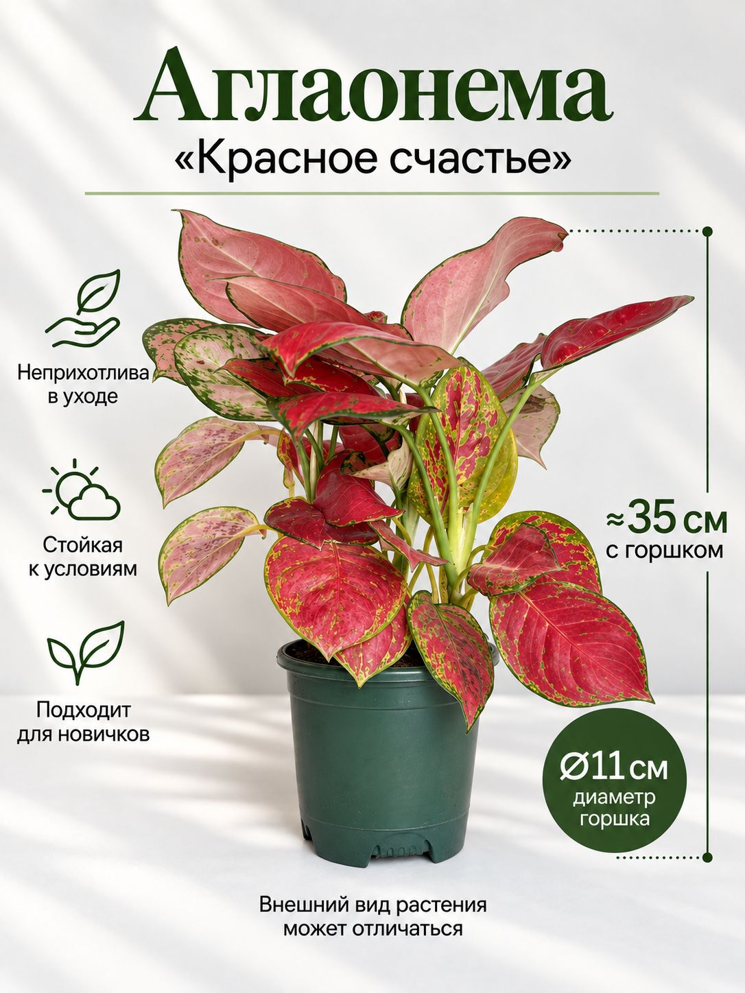 Аглаонема Red Ruyi живая в горшке, комнатное растение