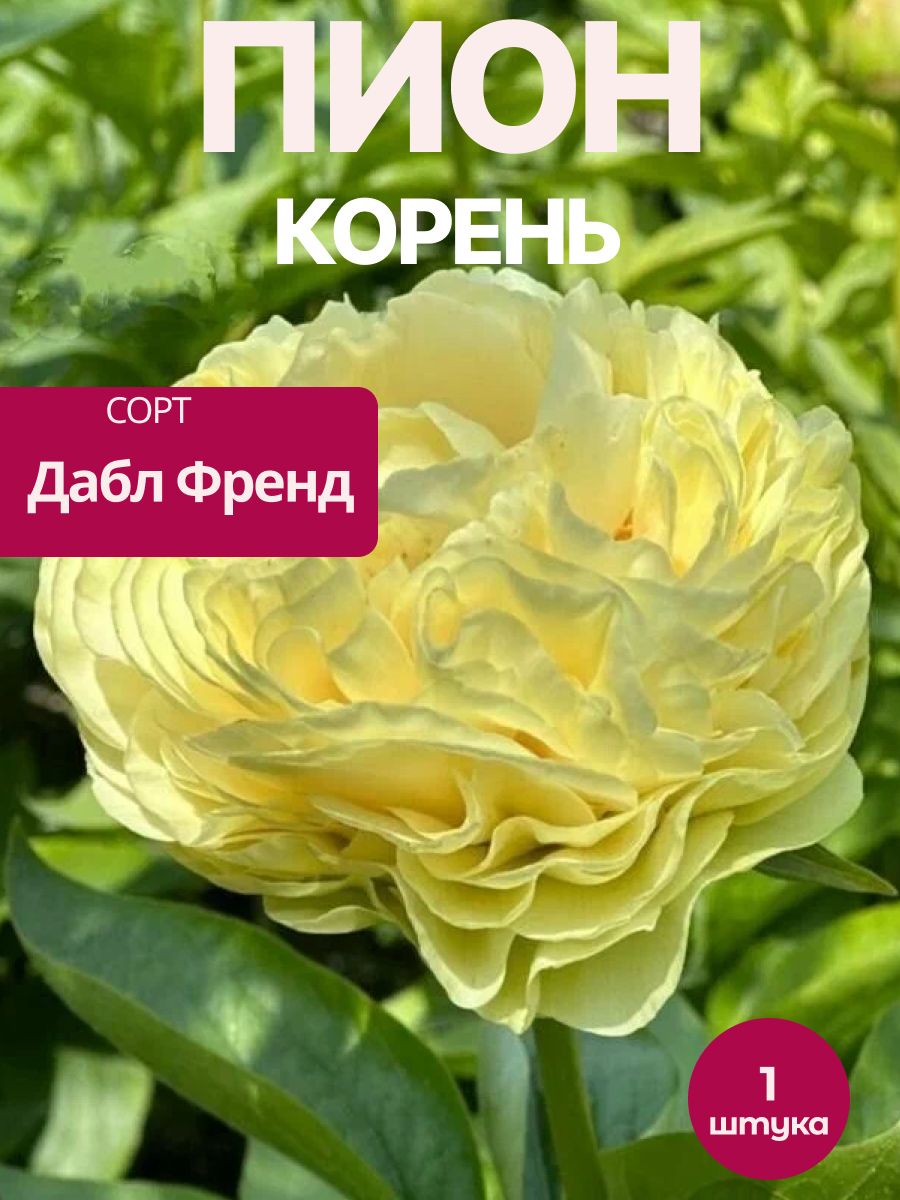 Пион Дабл Френд корень 1 шт