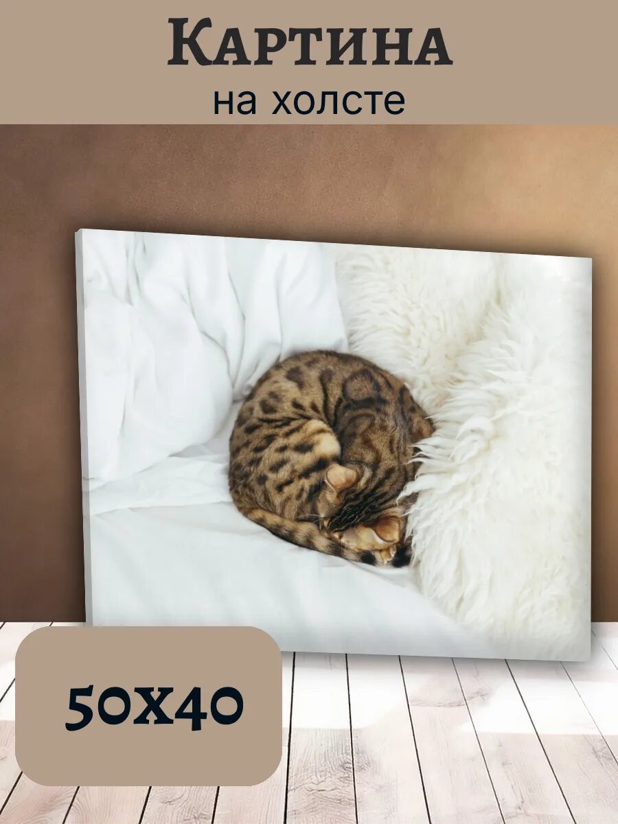 Картина Постер Кот Кошка Cat 40x50 бенгальский спящий