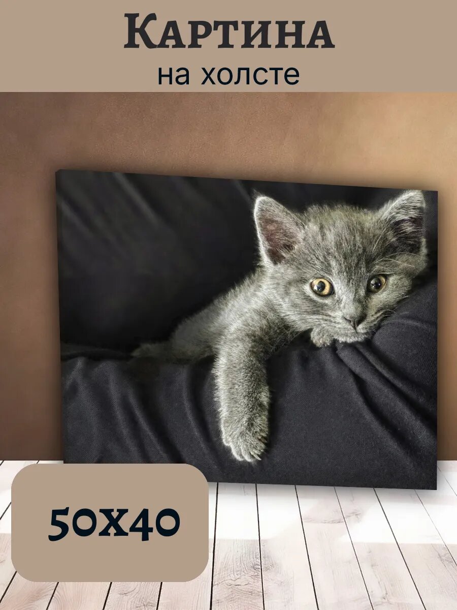 Картина Кот Кошка Cat 40x50 пушистый серый котенок