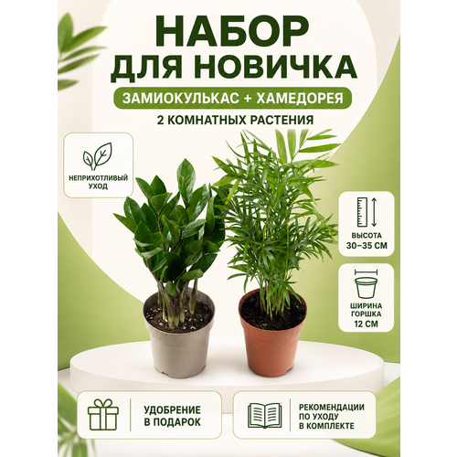 фото Geo glass - набор растений замиокулькас + хамедорея, комнатные цветы 12/30см для дома и офиса гео гласс geoglass