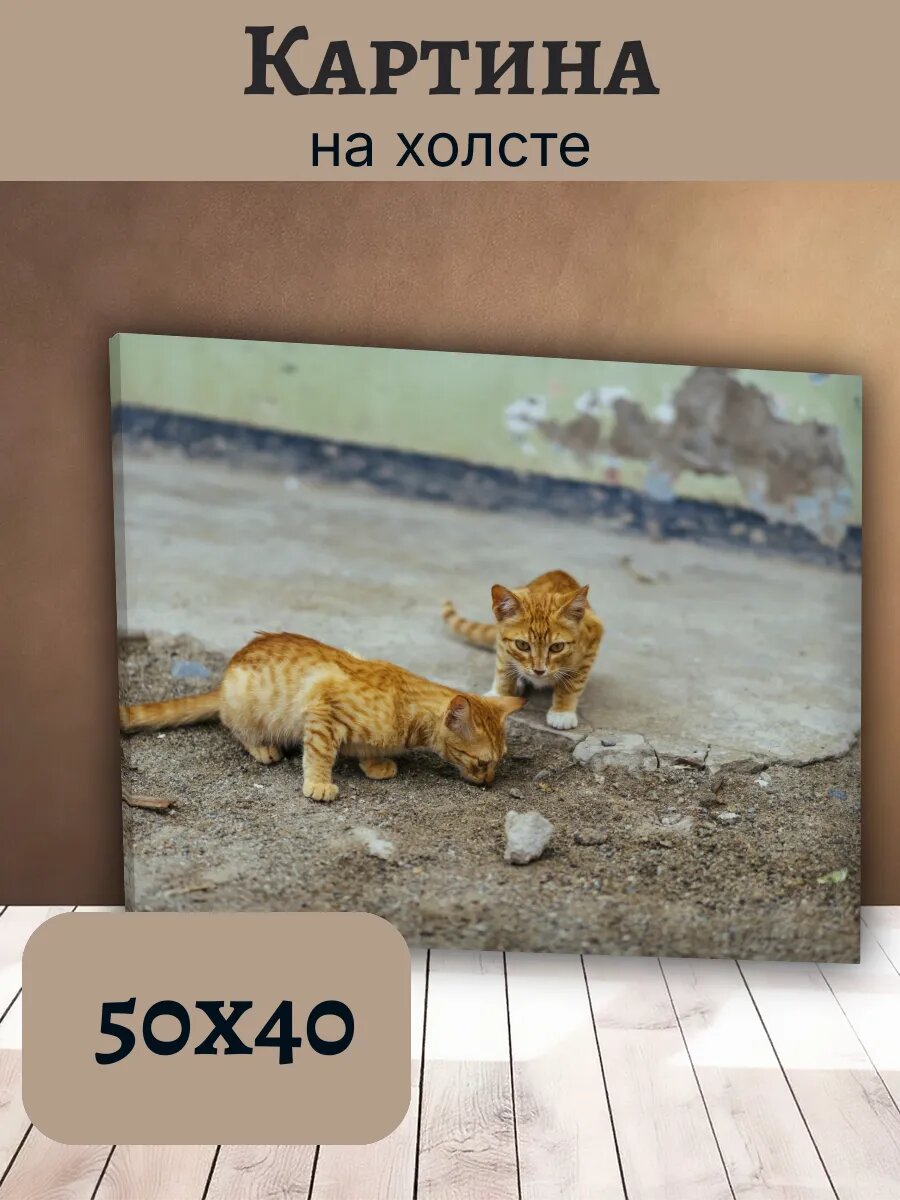 Картина Кот Кошка Cat 40x50 с изображением рыжих котят