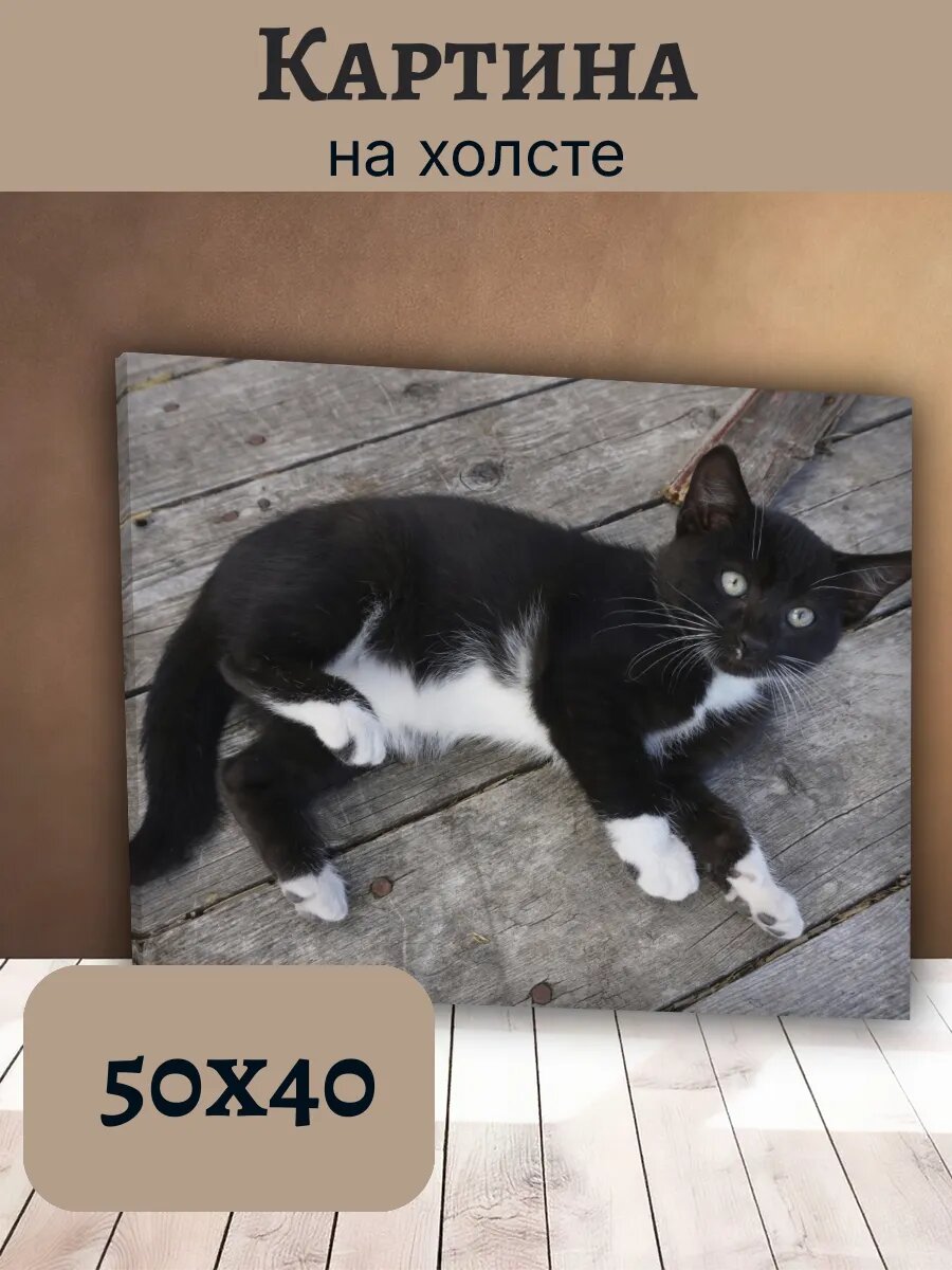 Картина Кот Кошка Cat 40x50 черно-белый пушистый питомец
