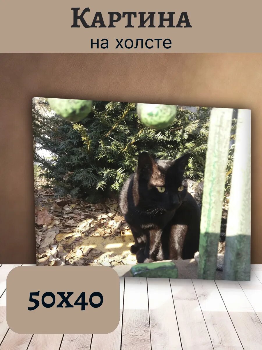 Картина Кот Кошка Cat 40x50 черный кот на фоне хвои