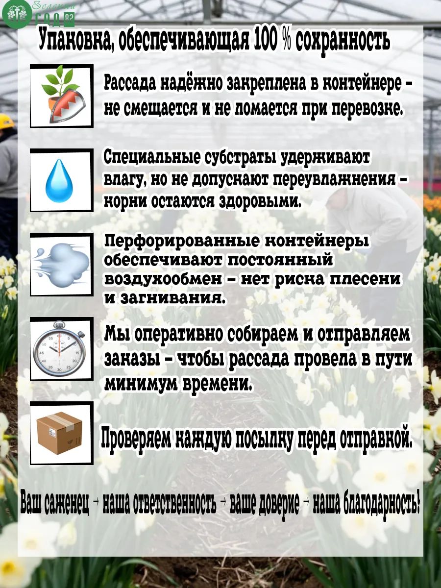 Луковицы нарциссов Профессор Эйнштейн — фото 1