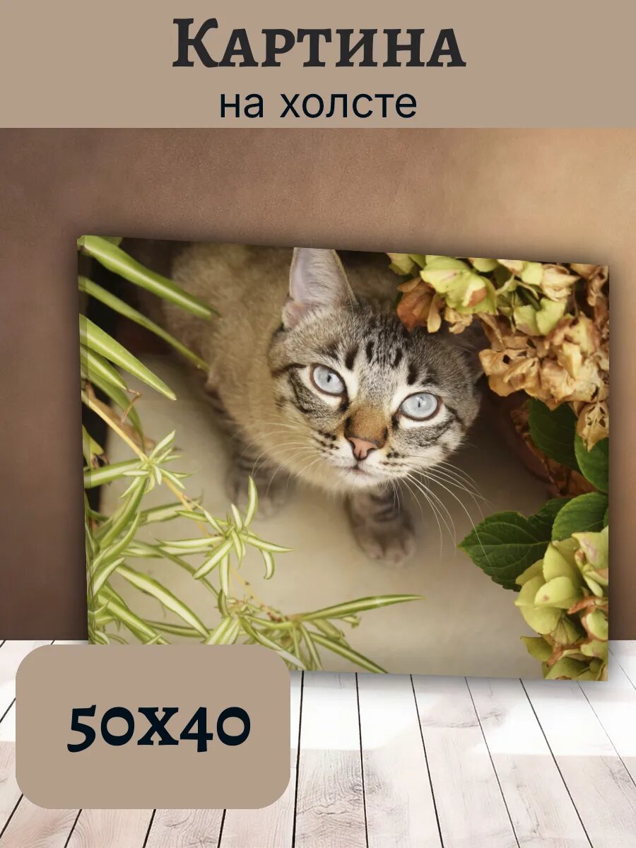 Картина Постер Кот Кошка Cat 40x50 полосатый Табби