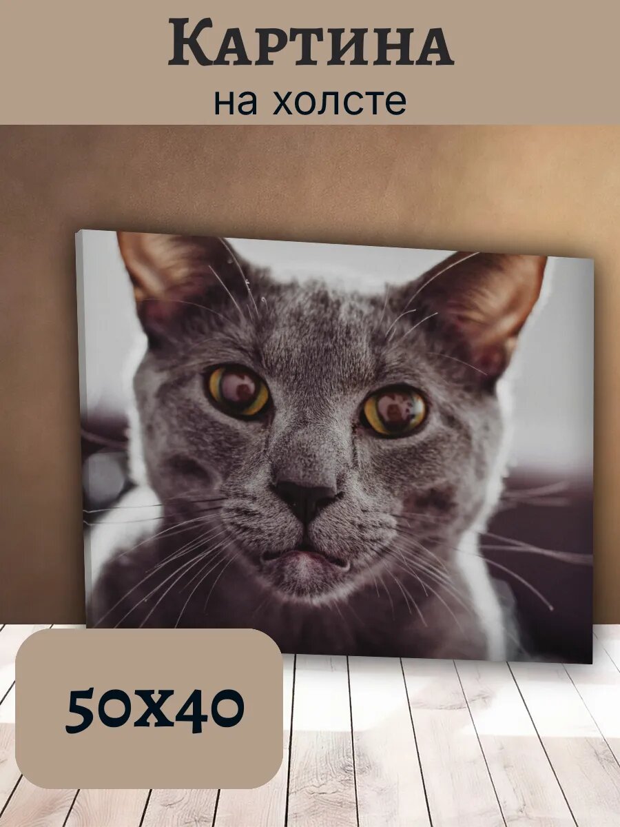Картина Кот Кошка Cat 40x50 портрет серого кота