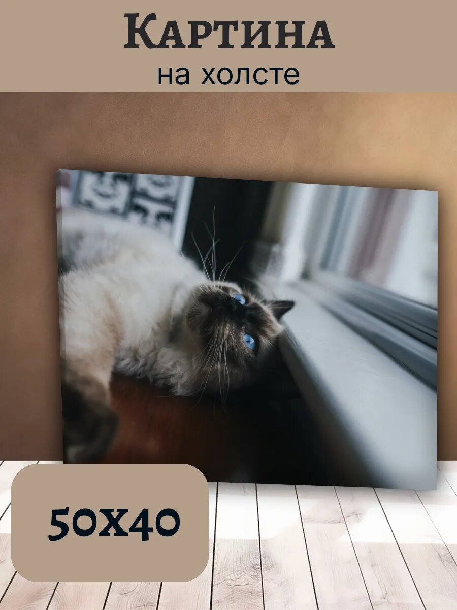 Картина Кот Кошка Cat 40x50 сиамская кошка у окна