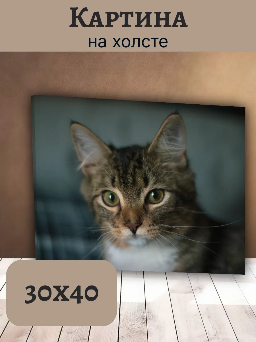 Картина Постер Кот Кошка Cat 30x40 пушистый котенок табби