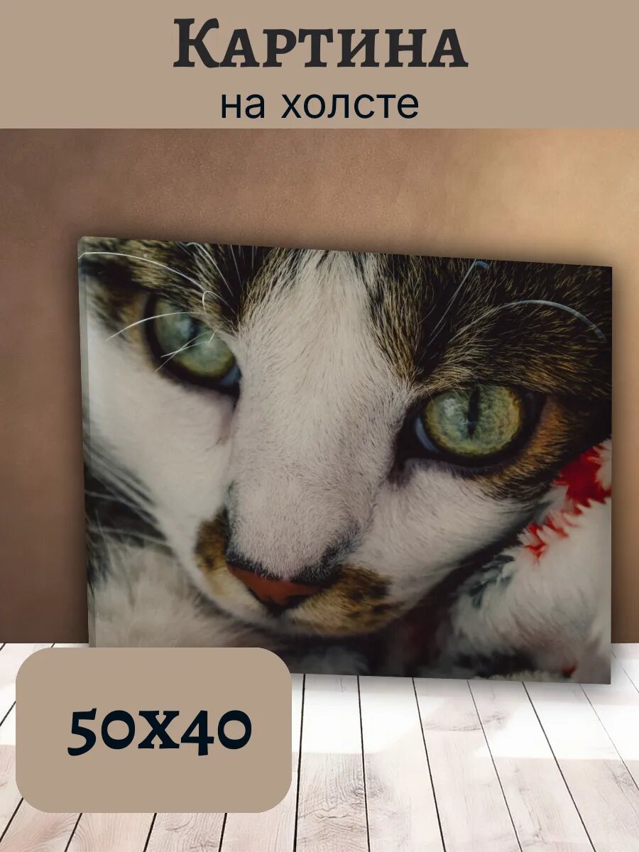 Картина Кот Кошка Cat 40x50 с выразительными зелеными