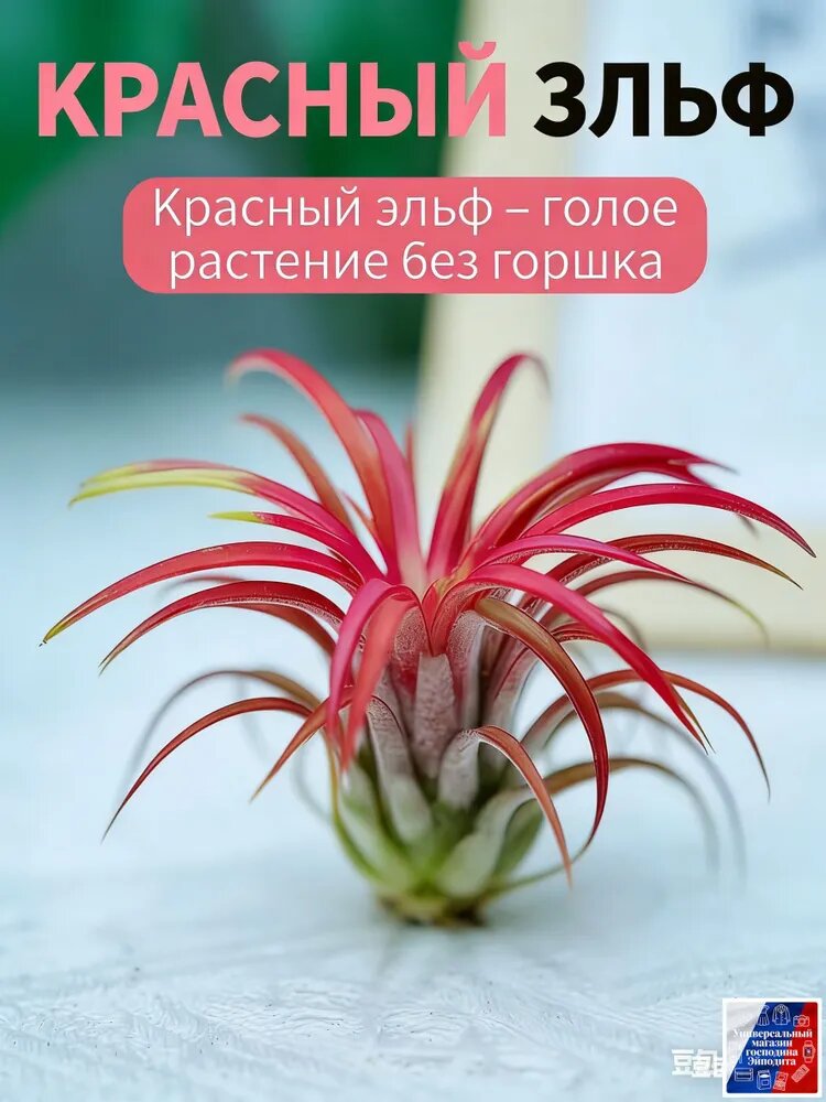 Воздушные тилландсии для дома: неприхотливые растения, очищающие воздух.