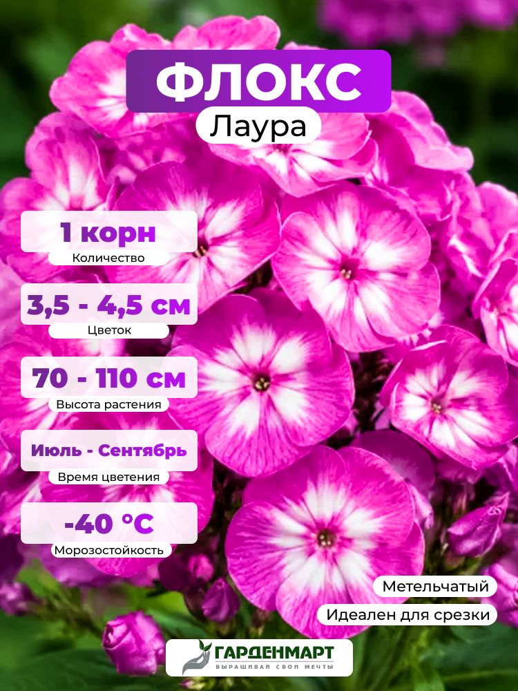 Флокс метельчатый Лаура, 1 корн