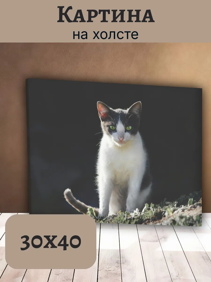 Картина Кот Кошка Cat 30x40 черно-белый с зелеными глазами