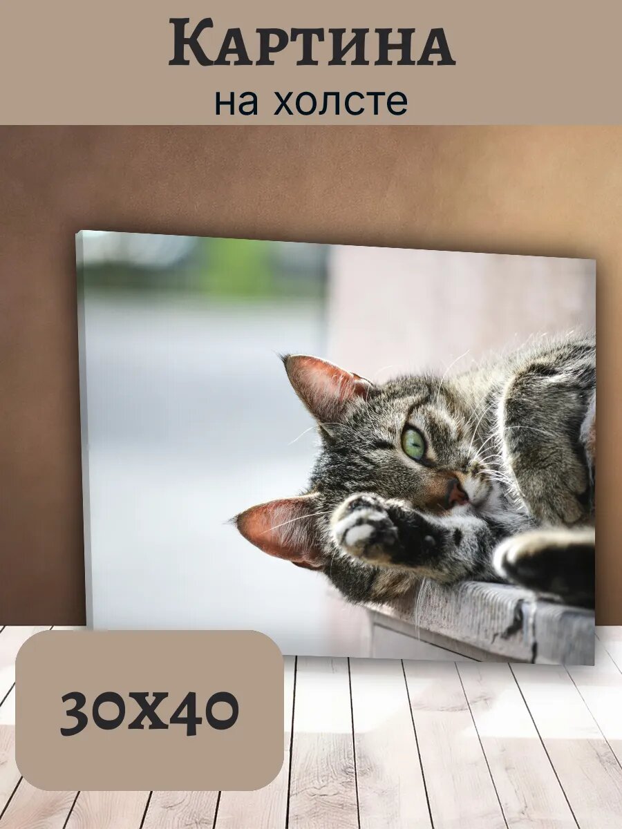 Картина Кот Кошка Cat 30x40 полосатый серый тигровый питомец