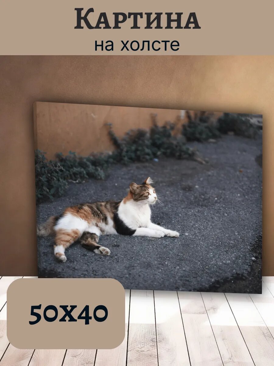 Картина Кот Кошка Cat 40x50 трехцветная на асфальте