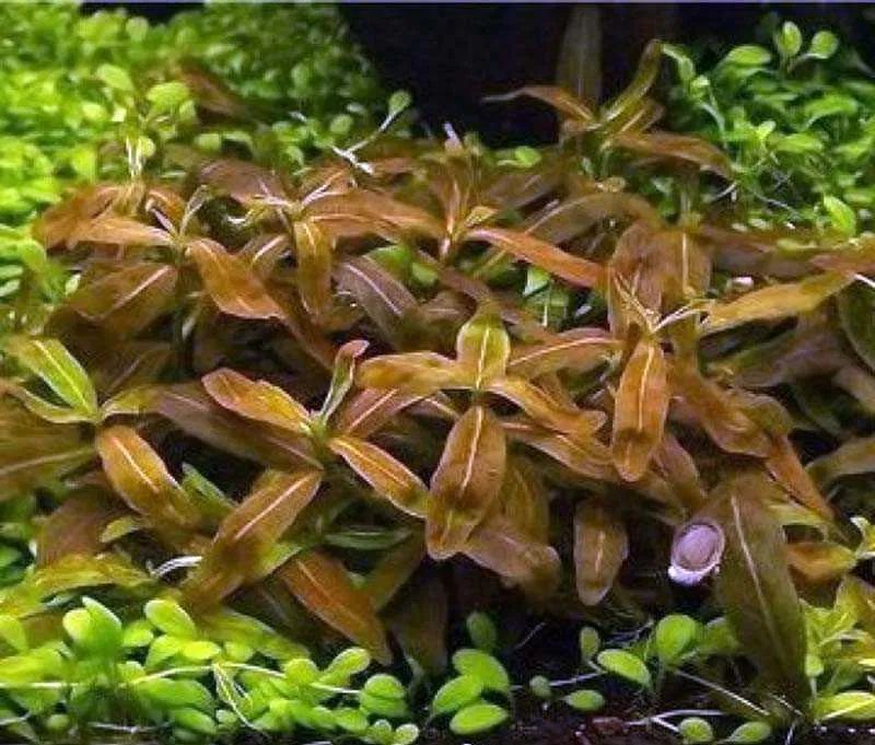 Стаурогин браун (Staurogyne sp. brown)