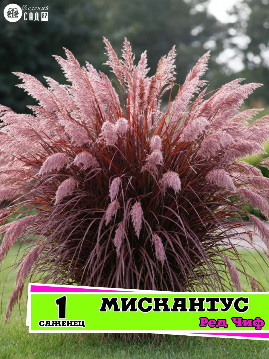 Мискантус Ред Чиф 1 шт