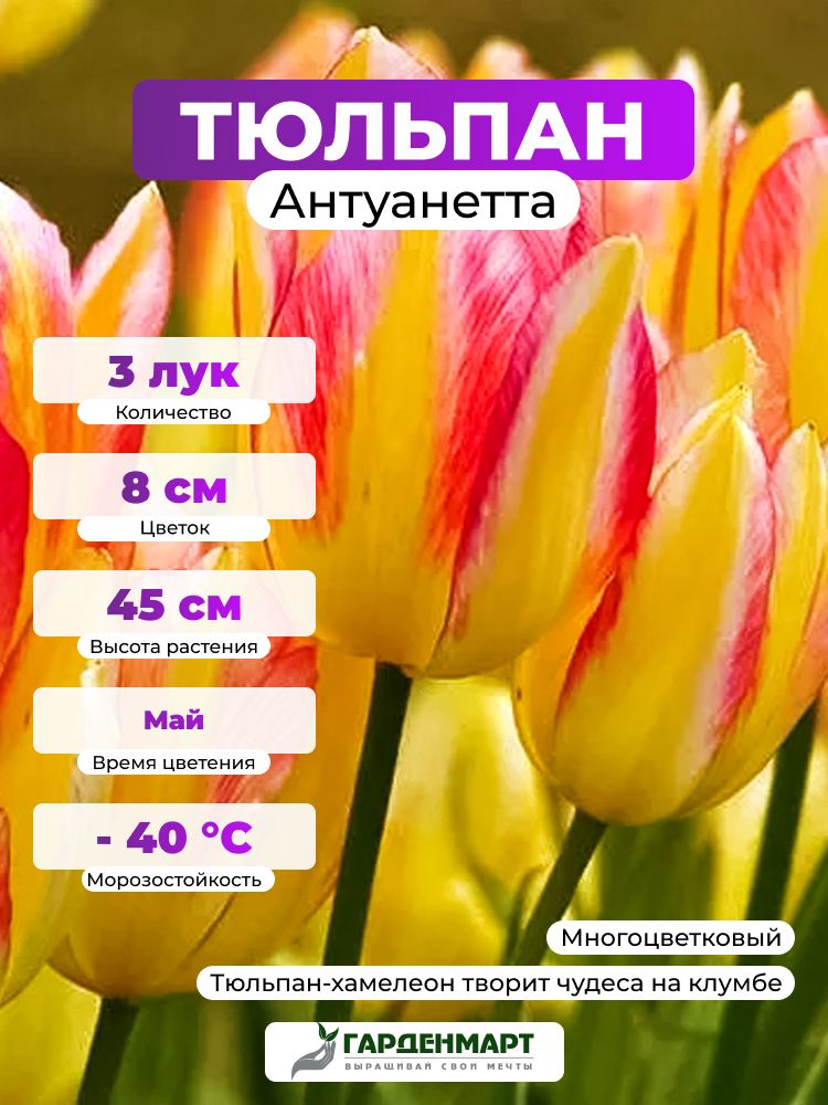 Тюльпан многоцветковый Антуанетта, 3 лук
