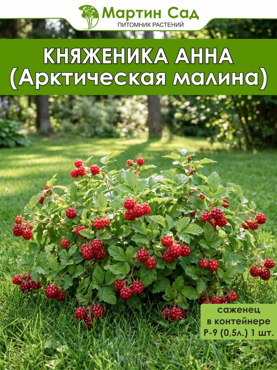 Княженика Анна (Арктическая малина) Р-9