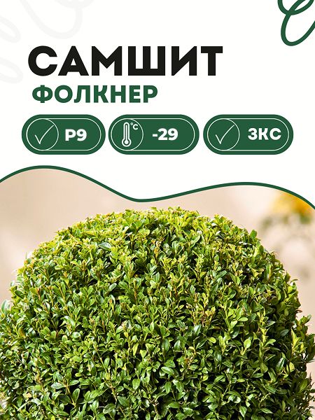 Самшит P9 Фолкнер 1 шт. Саженец с ЗКС в горшке! Идеально для сада!