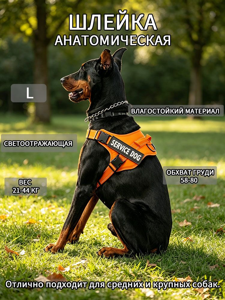 Шлейка для собак SERVICE DOG регулируемая прочная шлейка для средних и крупных пород для прогулок тренировок с кольцом для поводка яркие цвета