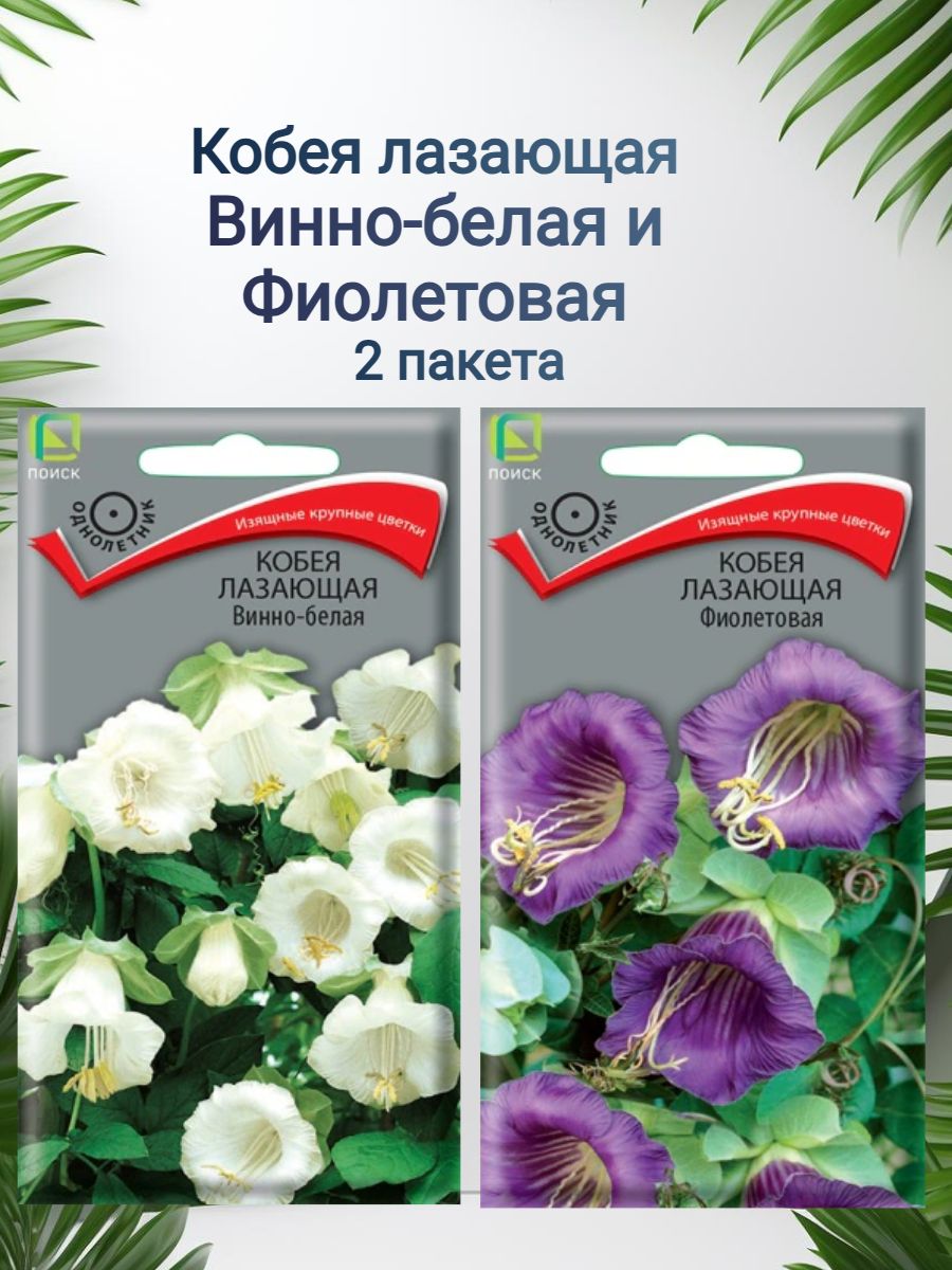 Кобея лазающая Винно-белая и Фиолетовая 2 пакета семян