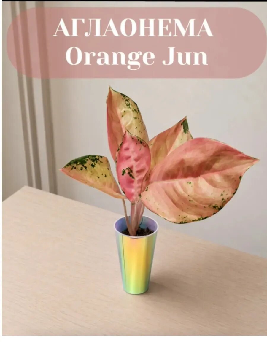 Аглаонема Orandg Jun