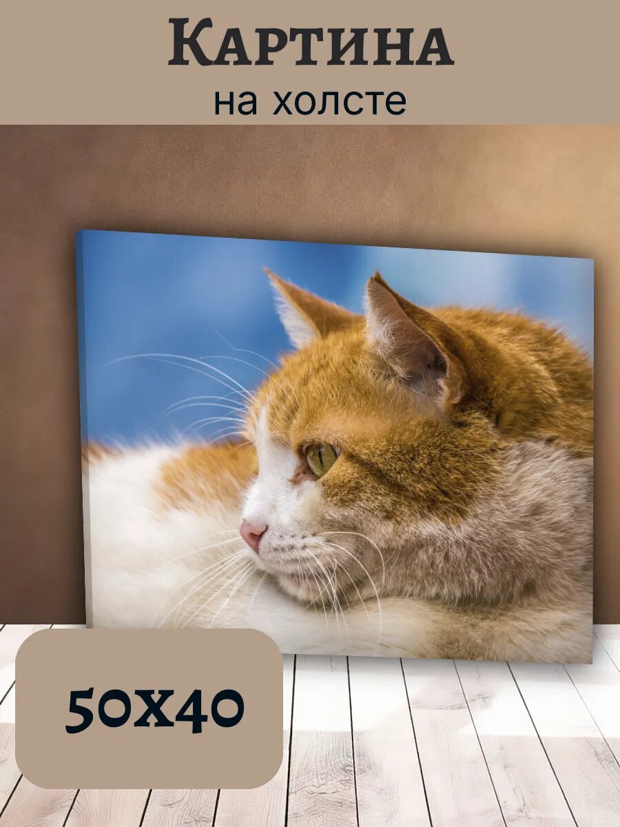 Картина Кот Кошка Cat 40x50 рыжий пушистый кот на голубом