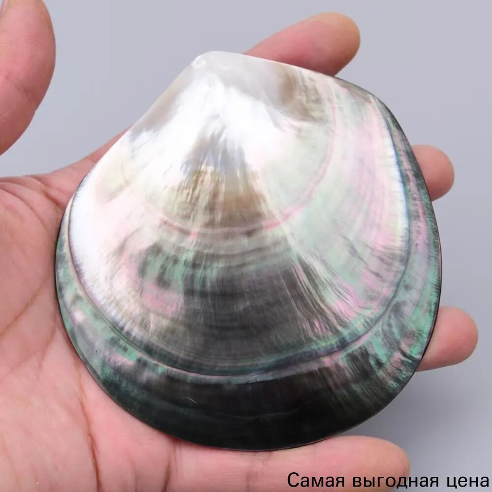 1 шт. Натуральная раковина Pinctada margaritifera для ручного творчества, аквариумного ландшафта и подарка
