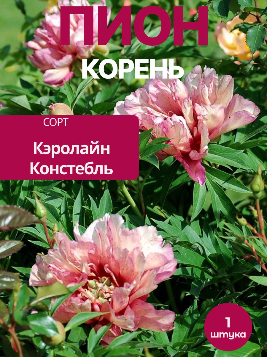 Пион Кэролайн Констебль корень 1 шт
