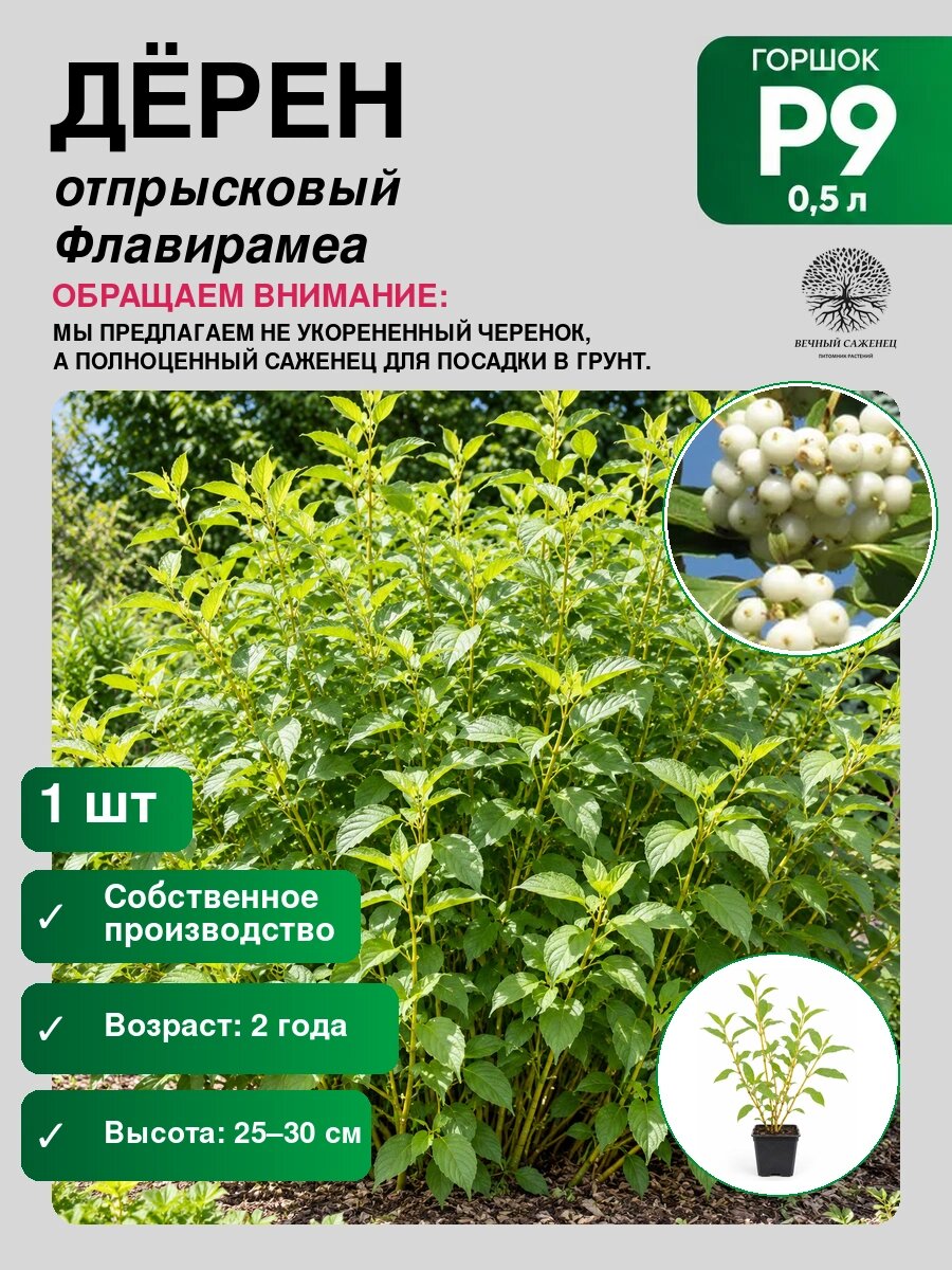 Дёрен отпрысковый Флавирамеа, саженец для сада и дачи, декоративное растение для посадки