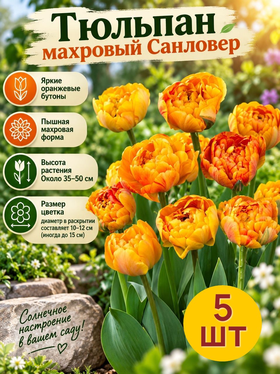 Тюльпан махровый поздний санловер 11/12 / 5 луковиц