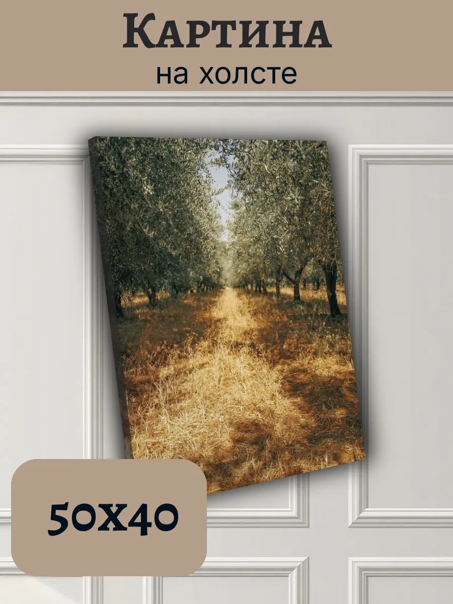 Картина Постер Франция France 40x50 аллея оливковых деревьев