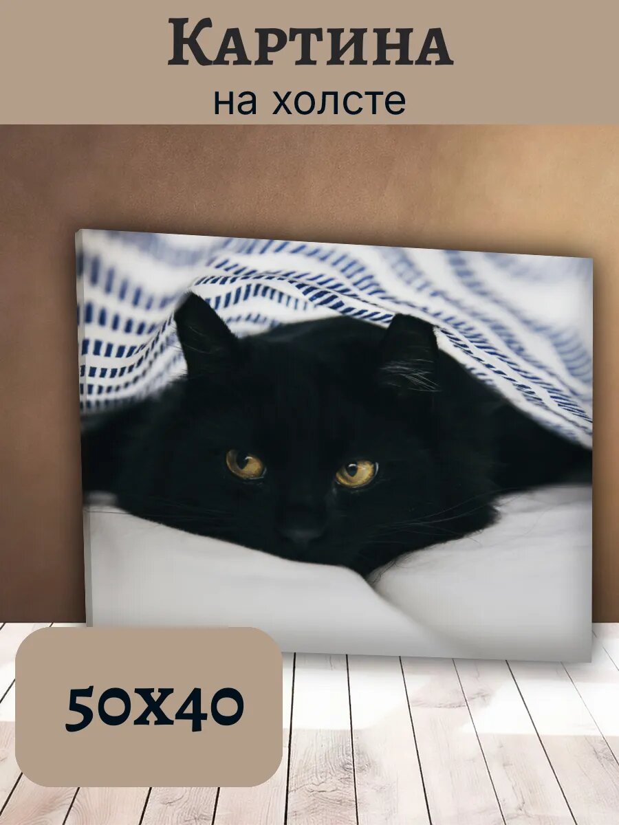 Картина Кот Кошка Cat 40x50 с черным котом под одеялом