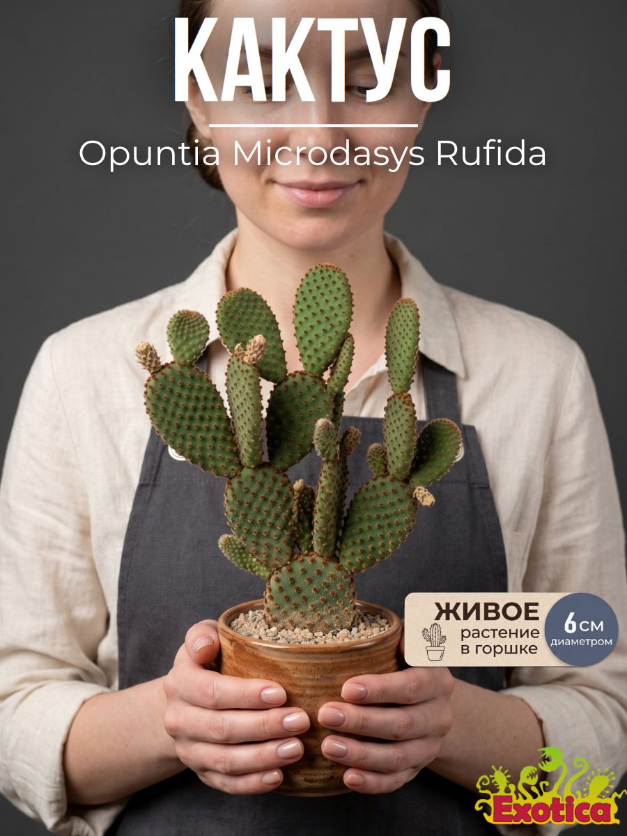 Опунция Микродасус Руфида (Opuntia Microdasys Rufida) D6см, живой цветок