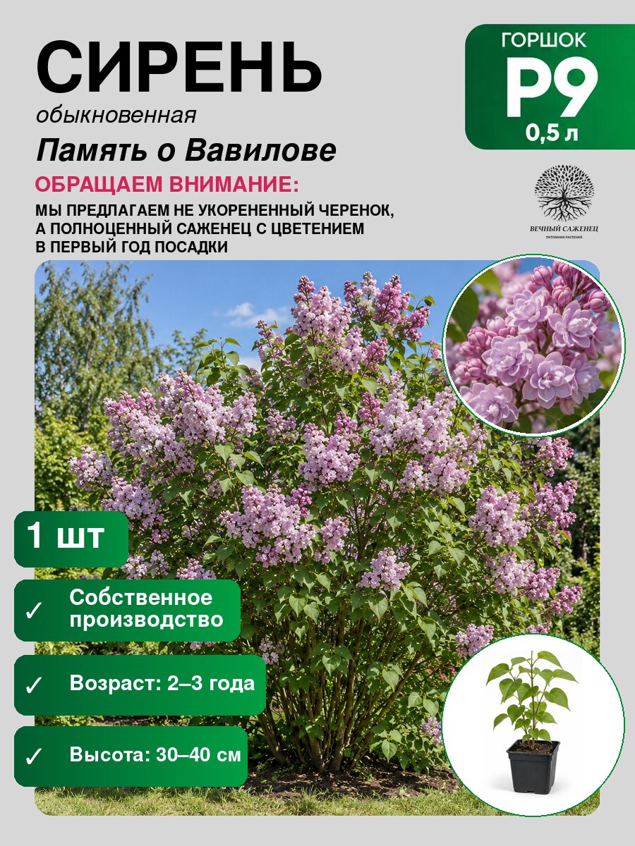 Сирень обыкновенная Память о Вавилове, саженец для сада и дачи, декоративное растение для посадки
